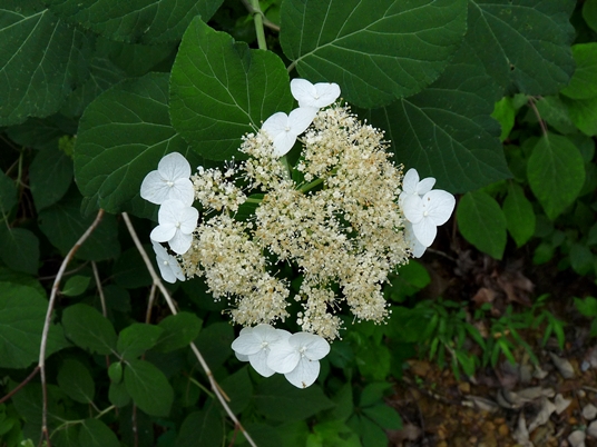 {Hydrangea cinerea}